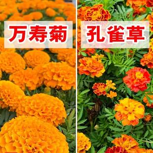 万寿菊种子四季开花易活子景观花海孔雀草种籽孑重瓣臭芙蓉花种籽