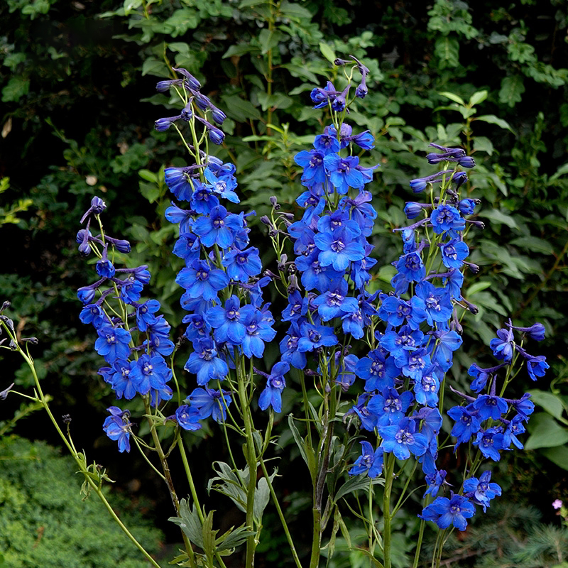种花王大爷 大花飞燕草花卉盆栽阳台庭院植物好养室外花草耐寒