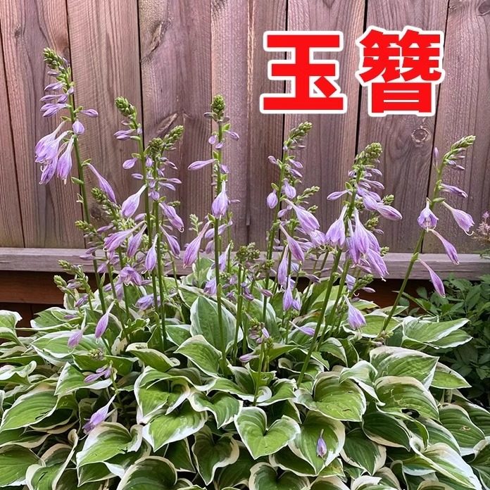 玉簪花籽多年生宿根草本花卉四季易活白萼白仙鹤花庭院盆栽种子孑