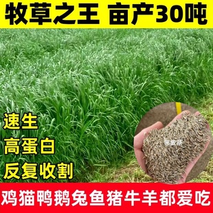 冬牧70黑麦草种子四季养殖进口多年生黑麦草籽喂猪牛羊鸡鸭鱼牧草