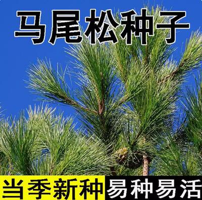 新采马尾松种子高大松树