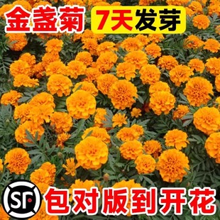 金盏菊花种子太阳花向日葵除虫菊花种籽子孑室外四季播种开花盆栽