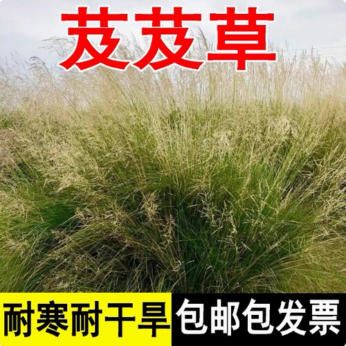 葳葳草种子耐寒旱防风固沙