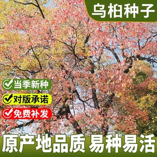 乌桕树种子籽 腊子树种子 桕子树种子 木子树籽种子 新采种子