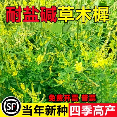 草木犀种子绿肥黄花蜜源植物