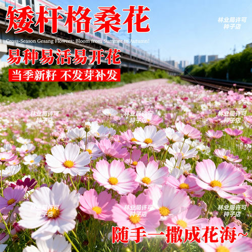 格桑花籽播种季节四季波斯菊庭院花卉七彩矮杆野花组合开花种子孑