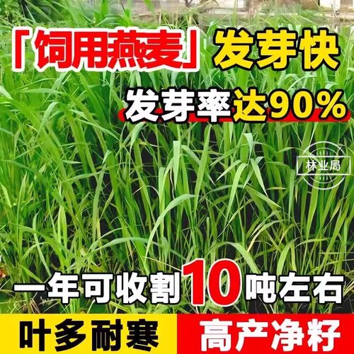 燕麦草种子四季高产牧草种籽畜牧养殖家禽喜食高蛋白草籽