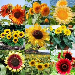 矮向日葵种孑花种籽子四季播种开花盆栽庭院食用葵花籽种子种植