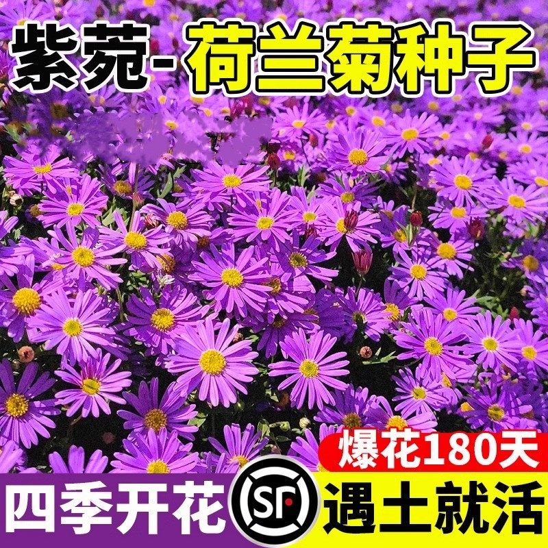 荷兰菊花籽四季盆栽重瓣进口紫苑种子三文鱼小卡罗多年生花种籽孑