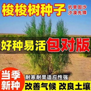 抗旱固沙种子梭梭树种籽毛条种子培育肉苁蓉的好树木沙漠先锋灌木