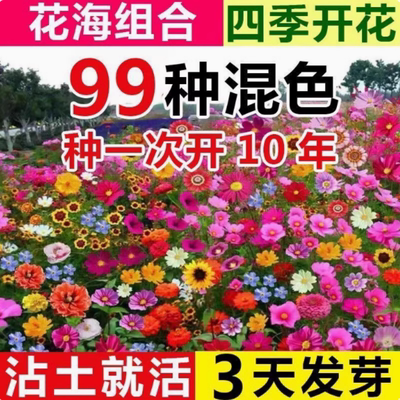 野花组合花种子四季开花桑花籽