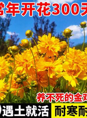 大花金鸡菊花种子花籽重瓣冬天播种宿根多年生乡村道路绿化花种籽