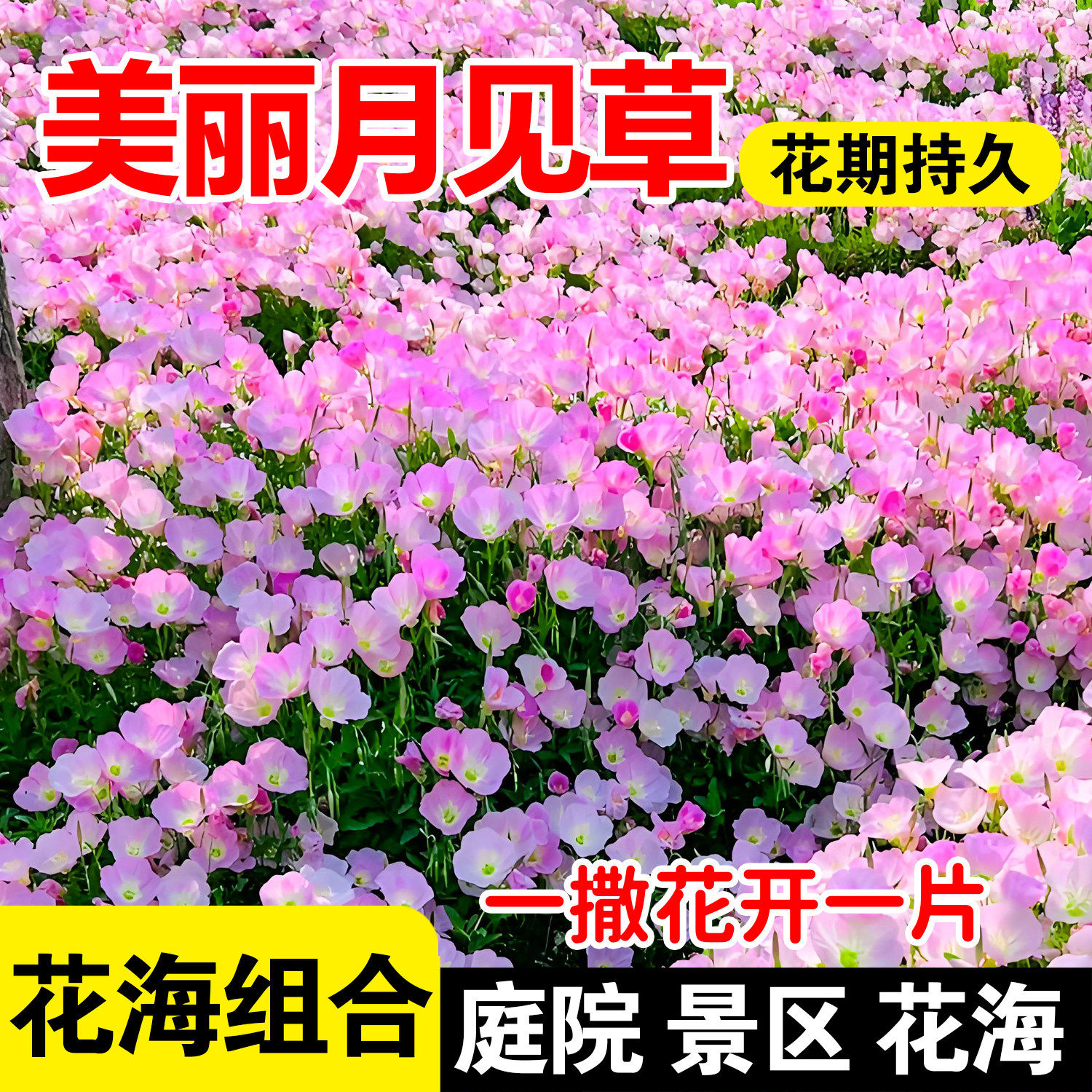 美丽月见草花种子四季播种耐寒耐旱野花种籽室外庭院开花卉种籽子