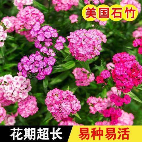 五彩石竹种子四季花种易活混色欧石竹庭院美国石竹草花种籽子花籽