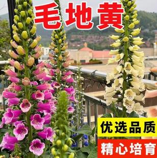 毛地黄花种四季种植开花盆栽花苗阳台庭院观赏花卉多年生易活花籽