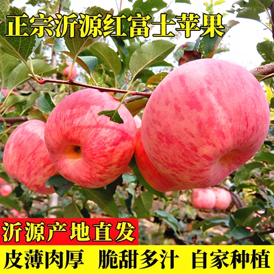 正宗沂源红富士当季苹果脆甜多汁
