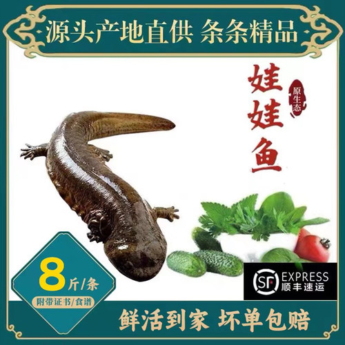 8斤一条汉中娃娃鱼鲜活生鲜生态养殖食用淡水冷水鱼送礼顺丰包邮