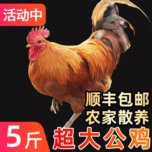 正宗农村5斤黑爪走地散养土鸡