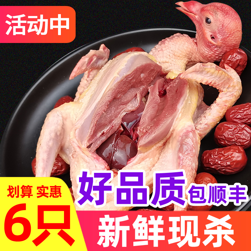 6只鸽子新鲜现杀烤乳鸽生鲜鸽子肉冷冻冰鲜农家散养农村土鸽活体-封面