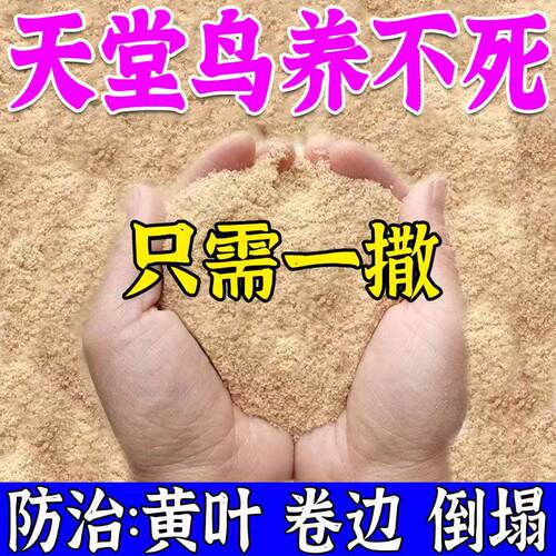 天堂鸟叶斑病花卉黄叶枯萎卷边