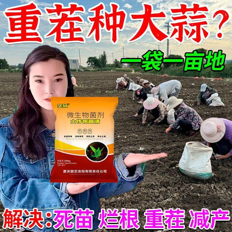 大蒜重茬根腐改良菌肥
