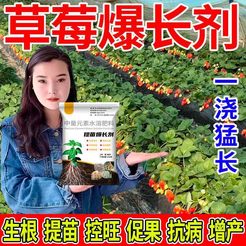 草莓专用叶面肥提苗爆长生根