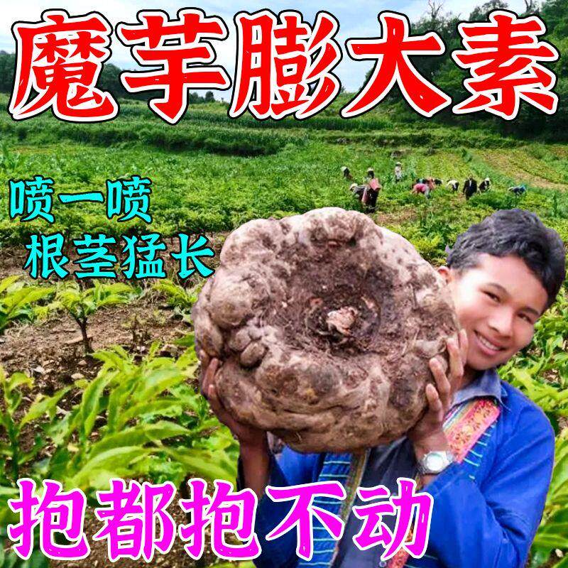 魔芋专用膨大素地下猛长增产