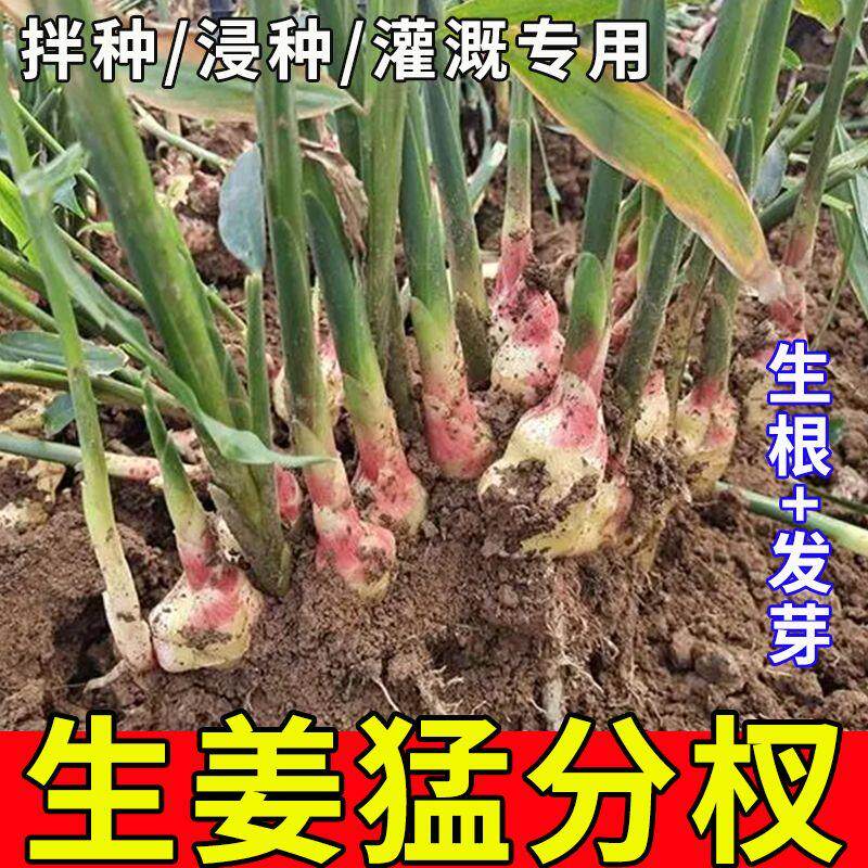 生姜拌种剂催芽生根提高发芽壮苗促分杈防姜瘟杀菌姜种大姜浸种剂