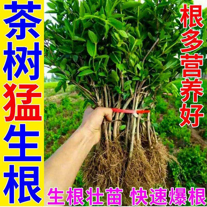 茶苗移栽生根粉叶树专用剂