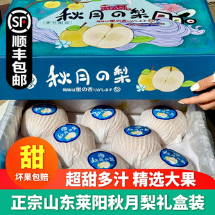 正宗山东秋月梨礼盒装冰糖梨脆甜梨子大果新鲜当季水果顺丰包邮
