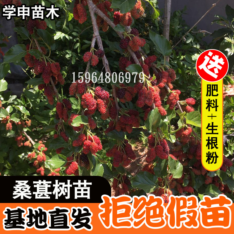 桑葚果树苗新品种长桑树苗盆栽地栽四季结果南北方种植当年结果苗