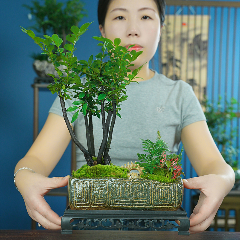 小叶紫檀盆景老桩盆栽树苗盆栽植物室内花卉办公室客厅小绿植好养