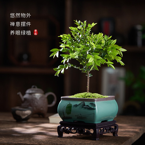 小叶紫檀老桩室内盆景客厅办公室桌面四季常青好养黑骨茶盆栽绿植