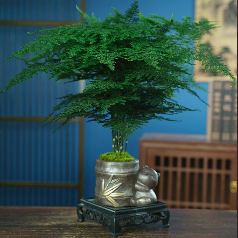 禅意文竹盆栽植物室内花卉盆景客厅办公室桌面小绿植好养四季常青