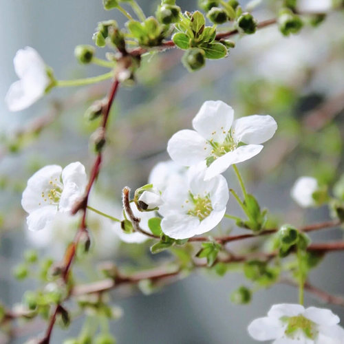干枝雪柳多少钱 干枝雪柳价格 小麦优选