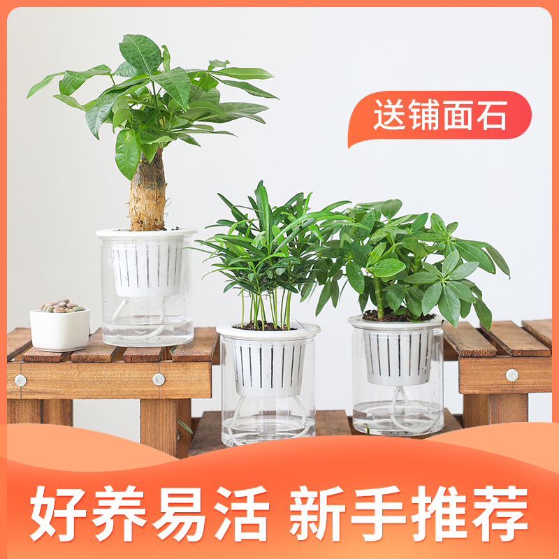 绿植室内盆栽花卉办公室水培植物绿萝发财树好养巴西木水养富贵竹 - 封面