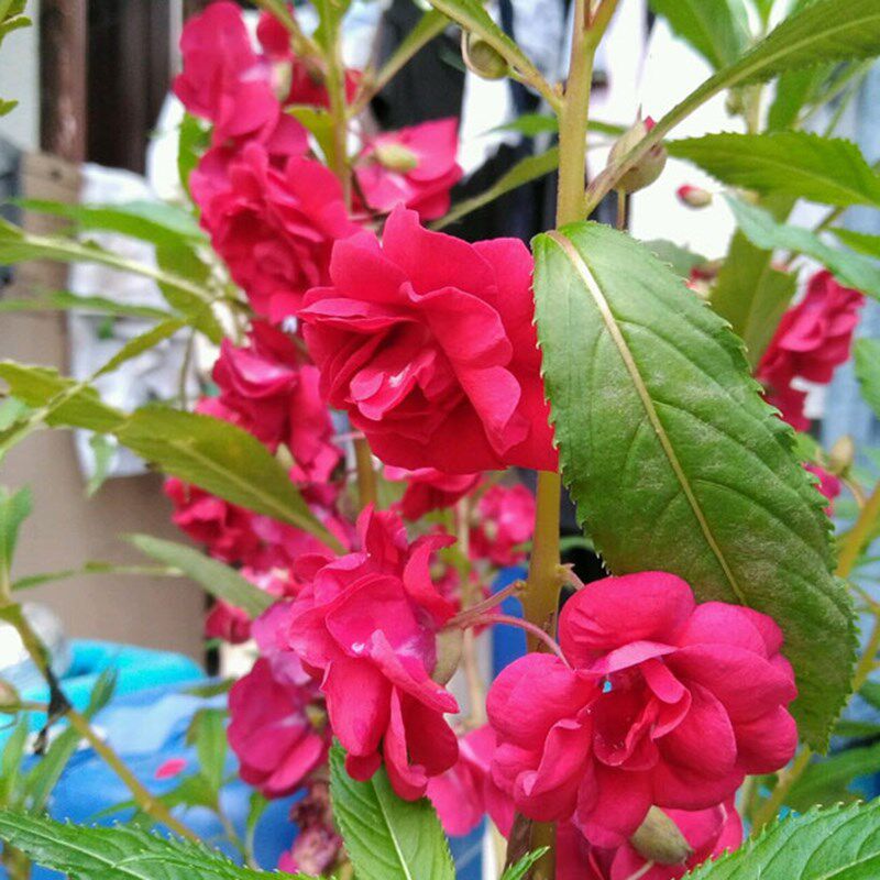 凤仙花种子 指甲花阳台盆栽简单易种花籽花卉鲜花茶花凤仙花草