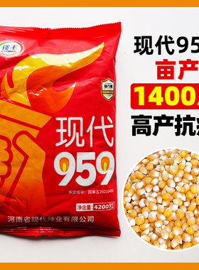玉米种子现代959国申黄色籽粒抗病丰产农家春夏播红色穗轴玉米籽