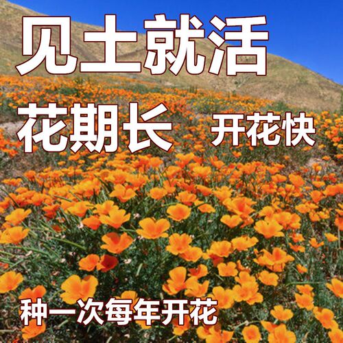籽花菱草 山坡 绿化 花种 种子 耐寒 四季