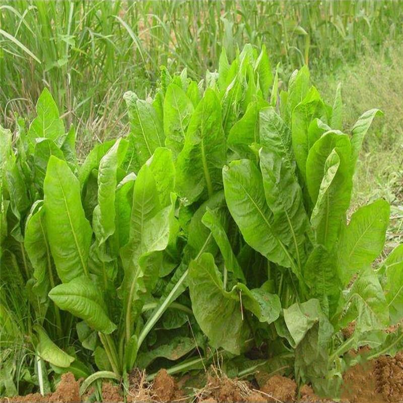 大叶菊苣草种籽多年生将军菊苣种子四季牧草猪牛羊鸡鸭鹅鱼草种子