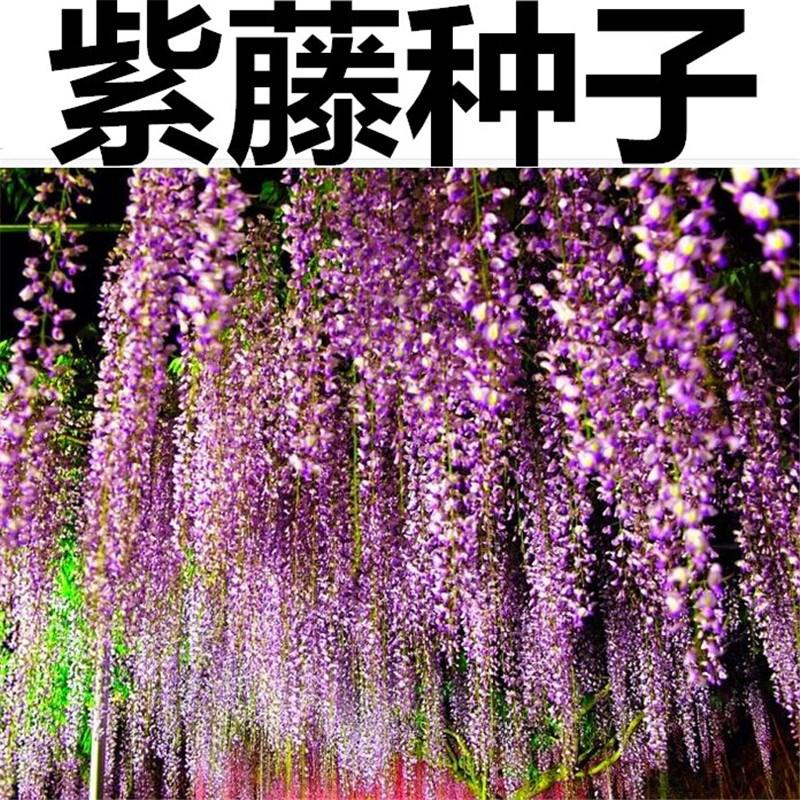 新采紫藤花种子 紫藤豆藤花子紫金藤子 长穗紫藤花种子日本长穗花