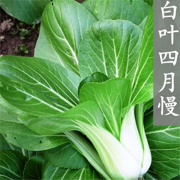 白叶四月慢青菜种子苏州青油菜种籽小白菜盆栽耐寒蔬菜籽家庭菜园