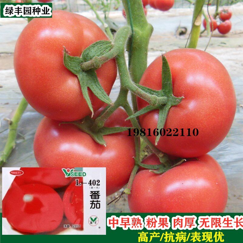 番茄种子l402粉果西红柿四季蔬菜籽阳台盆栽优质高产耐热大番茄籽
