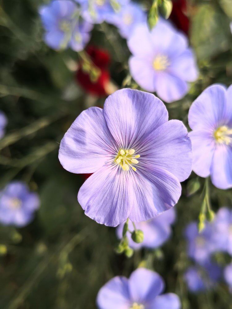 多年生蓝紫花卉种孑蓝花亚麻花种子阳台盆栽庭院花坛四季播种易活