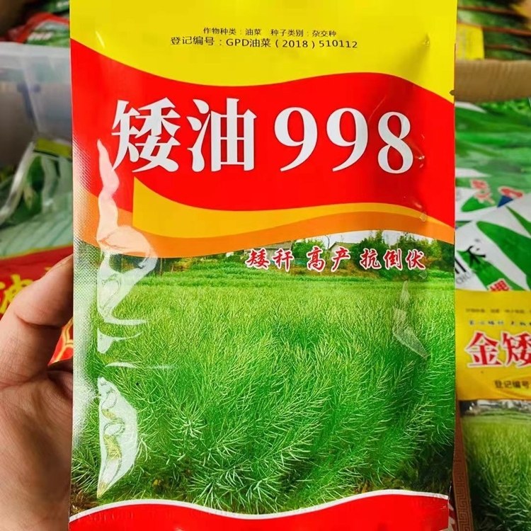 矮油998高产油菜籽种子一斤菜籽半斤油杂交甘蓝型秋季大田种油菜