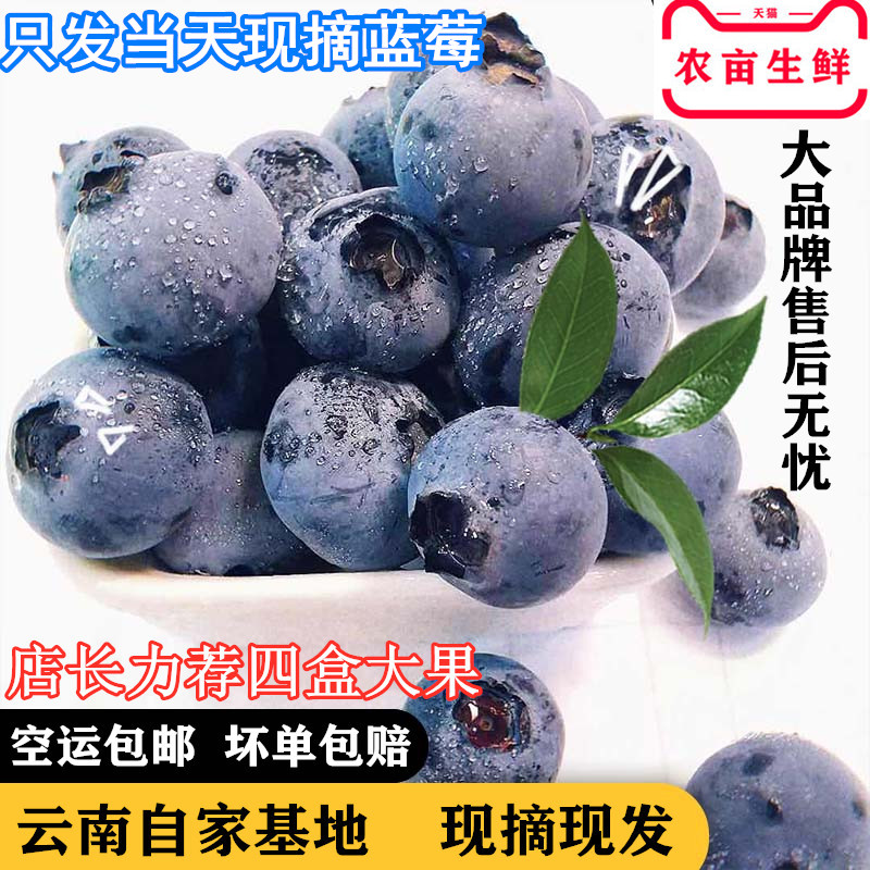 云南新鲜蓝莓鲜果当季现摘现发孕妇水果宝宝辅食自家基地空运直发