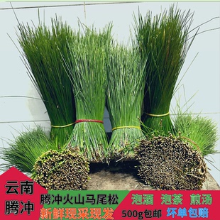 云南腾冲新鲜马尾松针茶纯松针蒸笼垫天然野生酵素泡茶泡酒做枕头