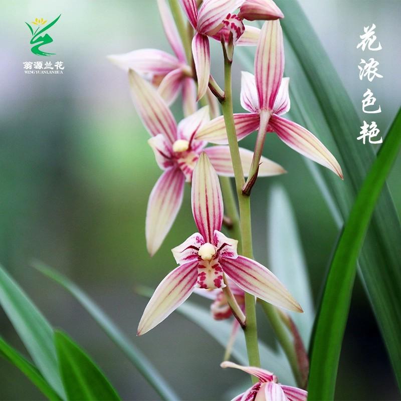 翁源兰花建兰红妃粉花带花苞型浓香好养红花阳台室内绿植花卉盆栽