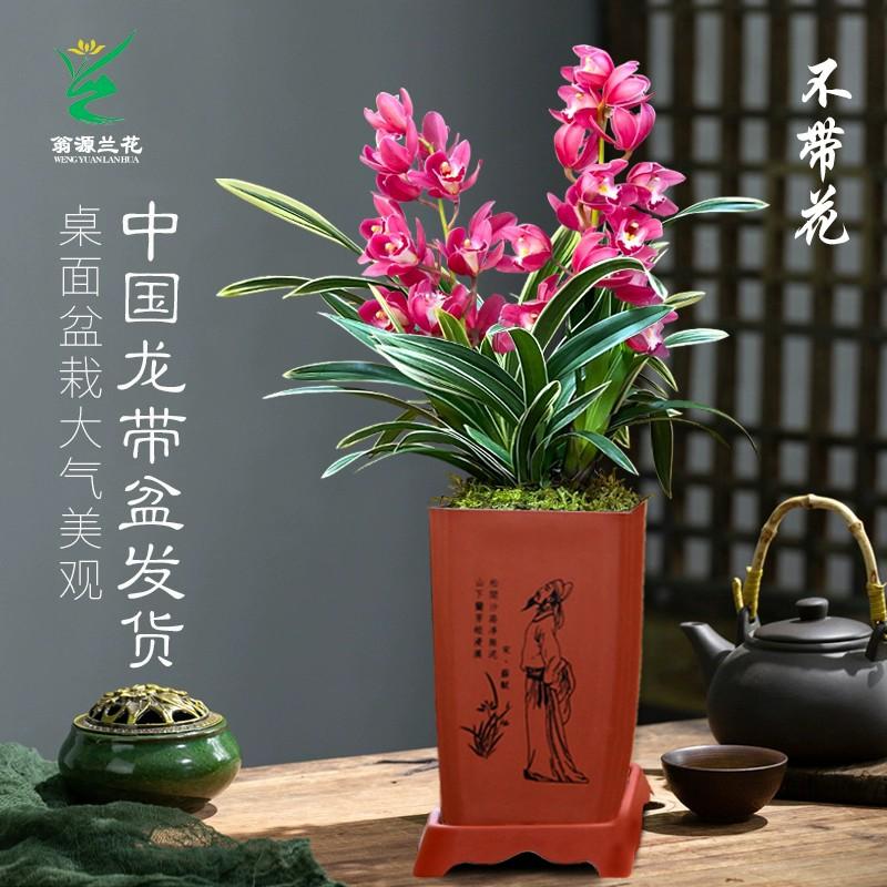 翁源兰花大花蕙兰金边矮种中国龙大红花年宵花浓香型叶带金边线艺