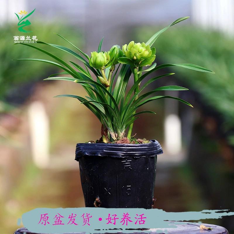 翁源兰花苗矮种细叶名贵春兰奇花九仙牡丹兰草盆栽室内浓香型好养